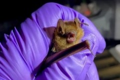 Site-10A-Pip2-cropped